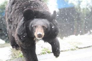 黑熊体育爆料最新消息,最新体育动态揭秘!” 第3张 黑熊体育爆料最新消息,最新体育动态揭秘!” 第3张